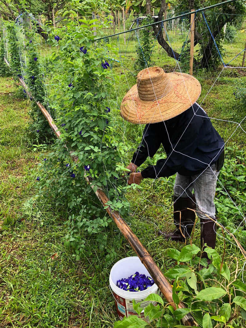 Butterfly Pea Flower Lime Lemongrass hover image