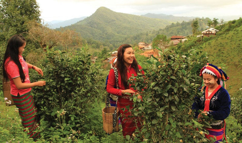 Direct Trade Tea & Botanicals