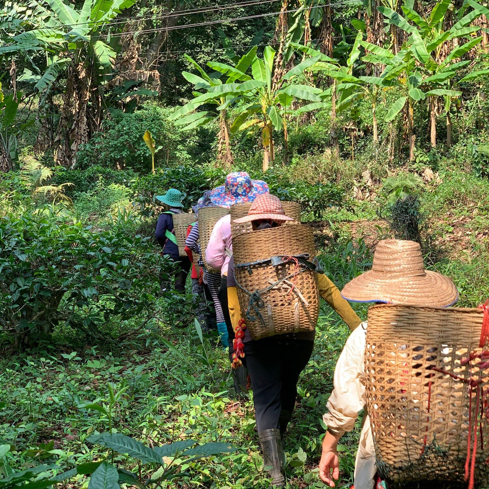 Japanese Whisky Barrel Aged: Chiang Dao