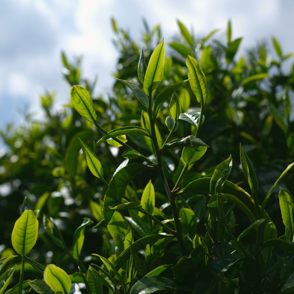 Gongnong Shaiqing Premium 2023 Vintage