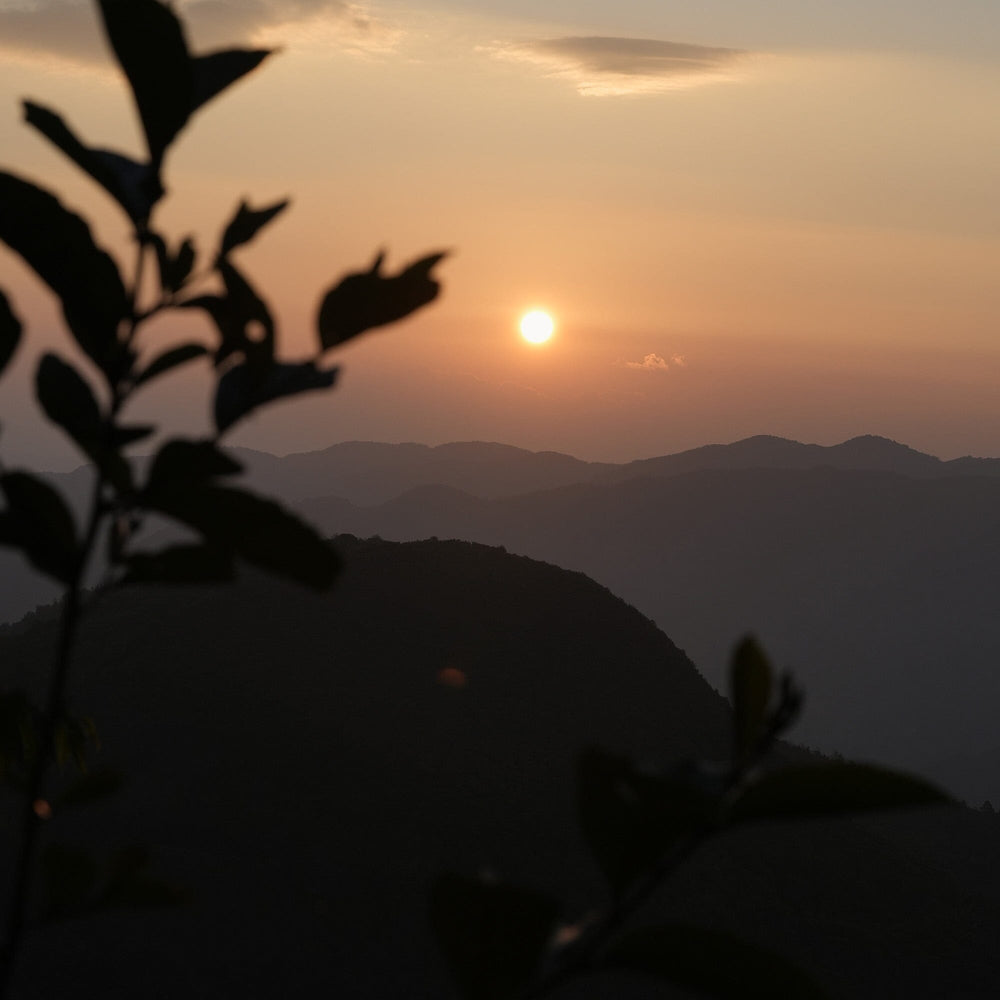 Gongnong Shaiqing Premium 2023 Vintage