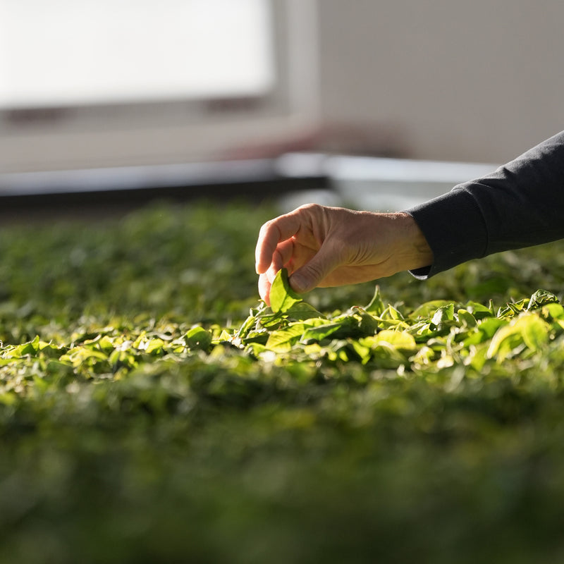 Gongnong Shaiqing Premium 2023 Vintage hover image