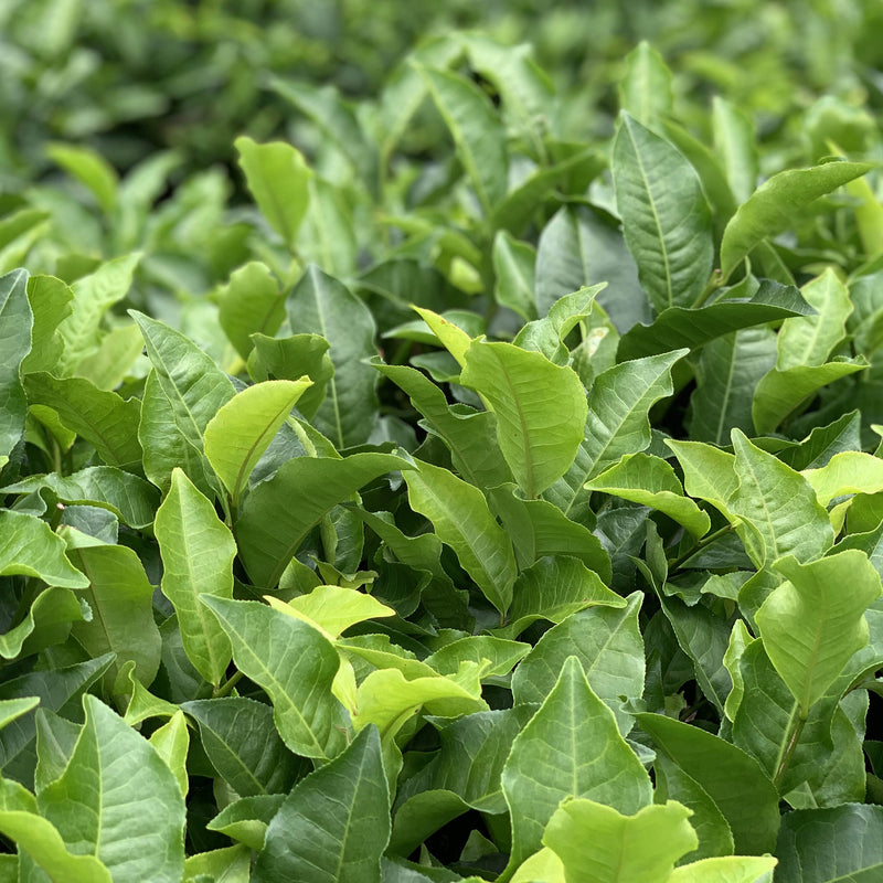 Hong Yu Whisky Barrel Aged hover image