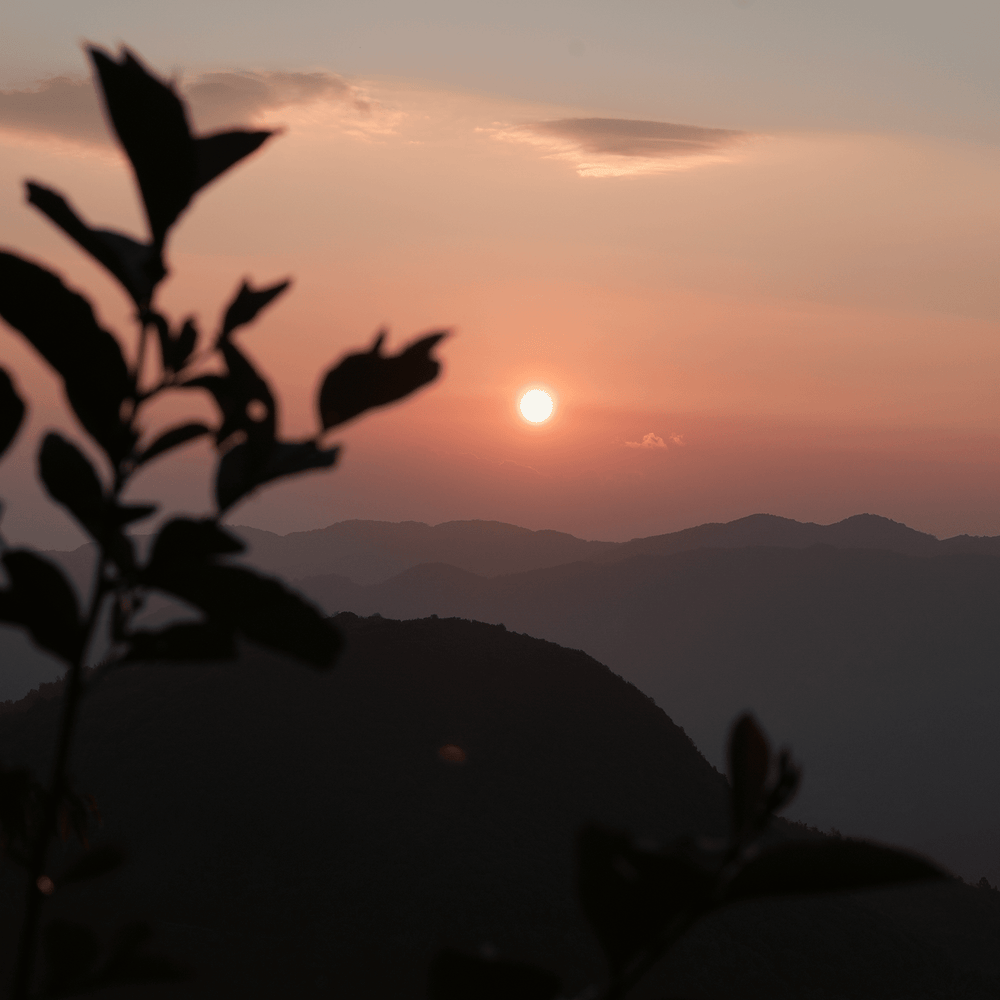 Rose Scented Dian Hong